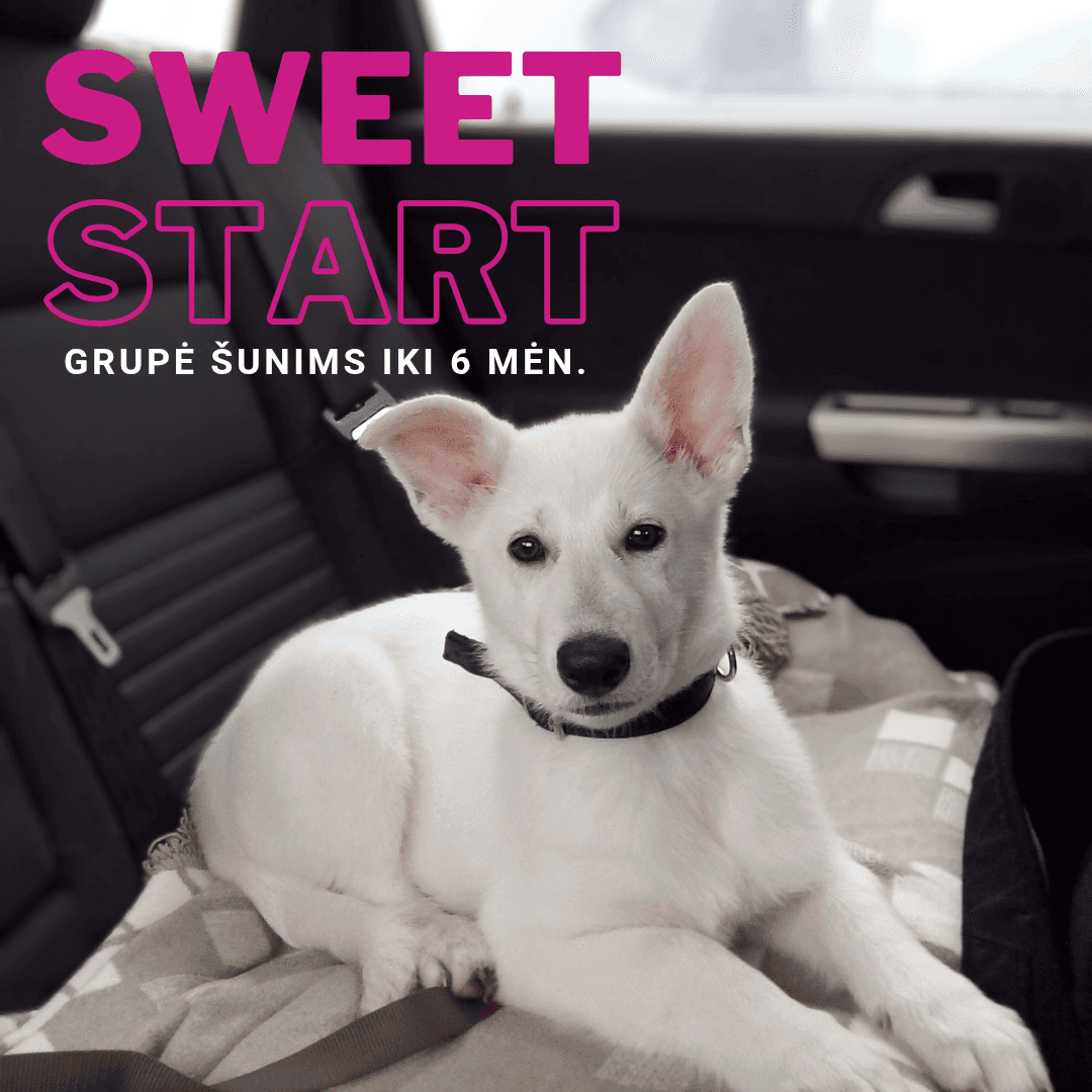 treniruotės šuniukams