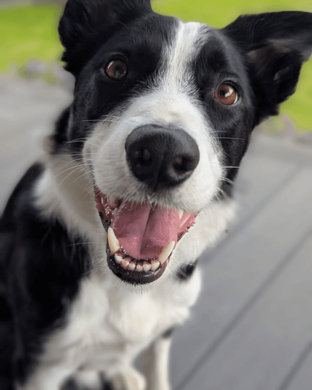 grupinės treniruotės šunims