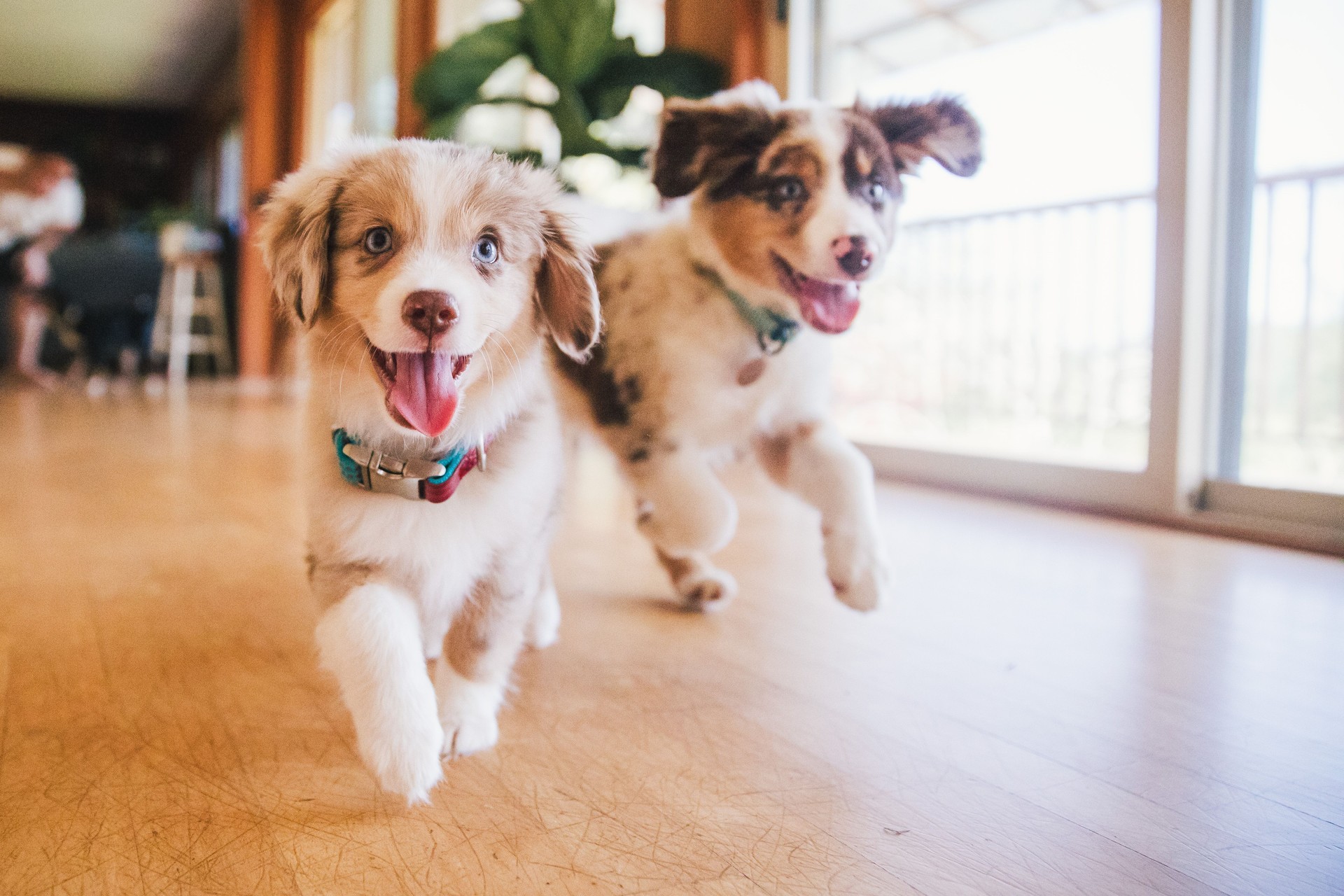 Happy Puppies Running At Home